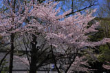 東本願寺 桜越しの御影堂