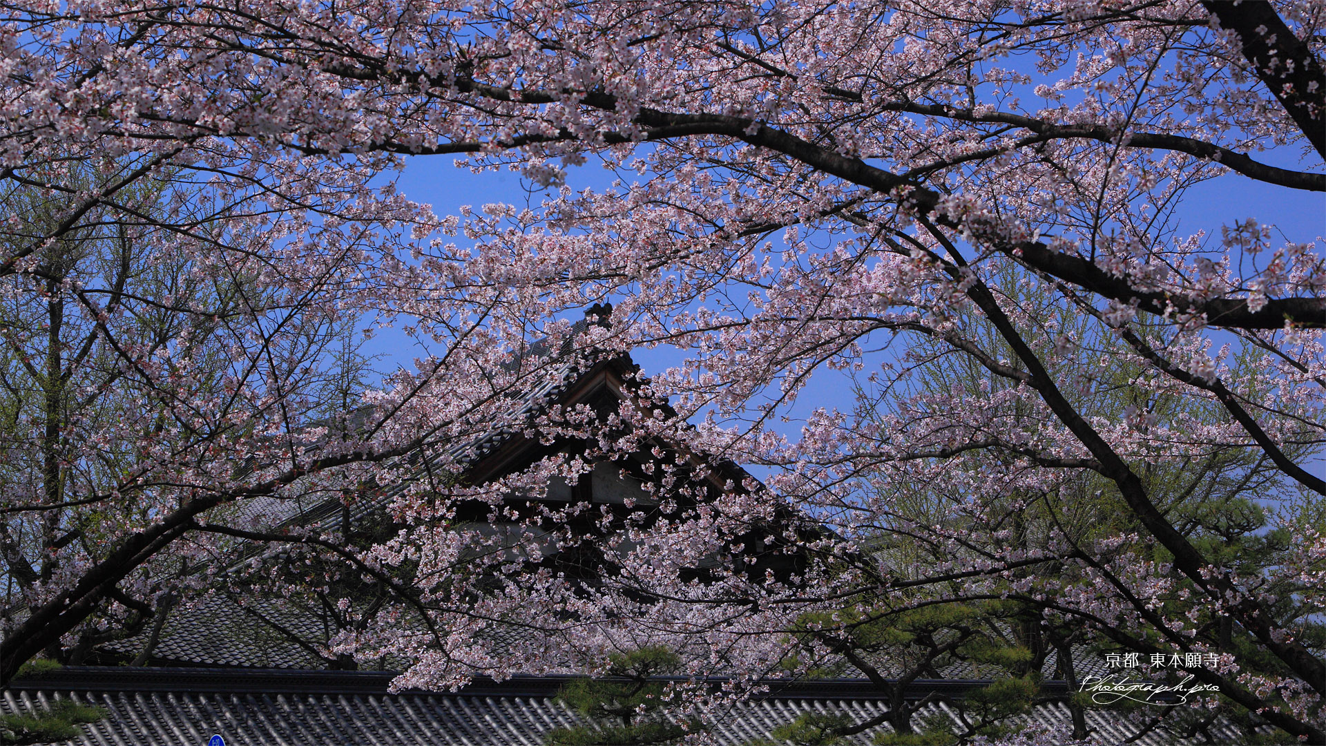 東本願寺 桜越しの参拝接待所