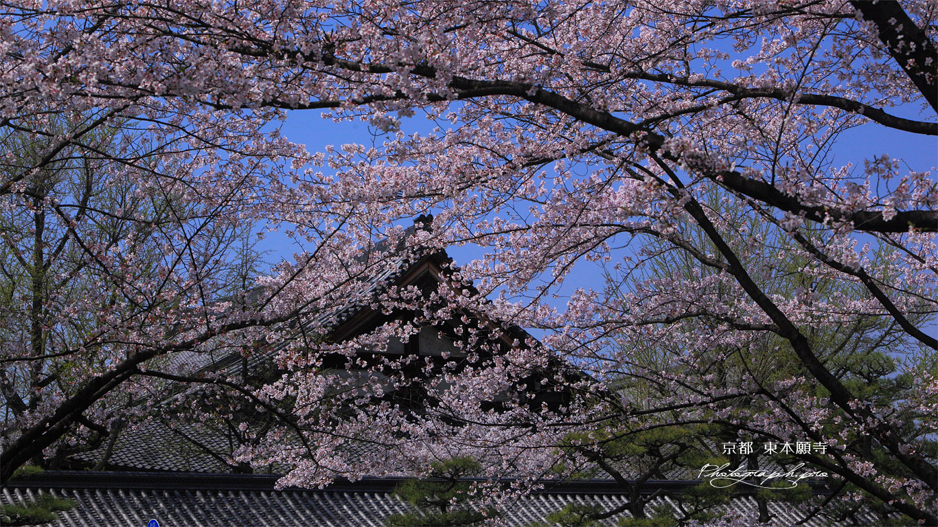 東本願寺 桜越しの参拝接待所 壁紙