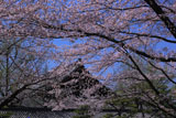 東本願寺 桜越しの参拝接待所