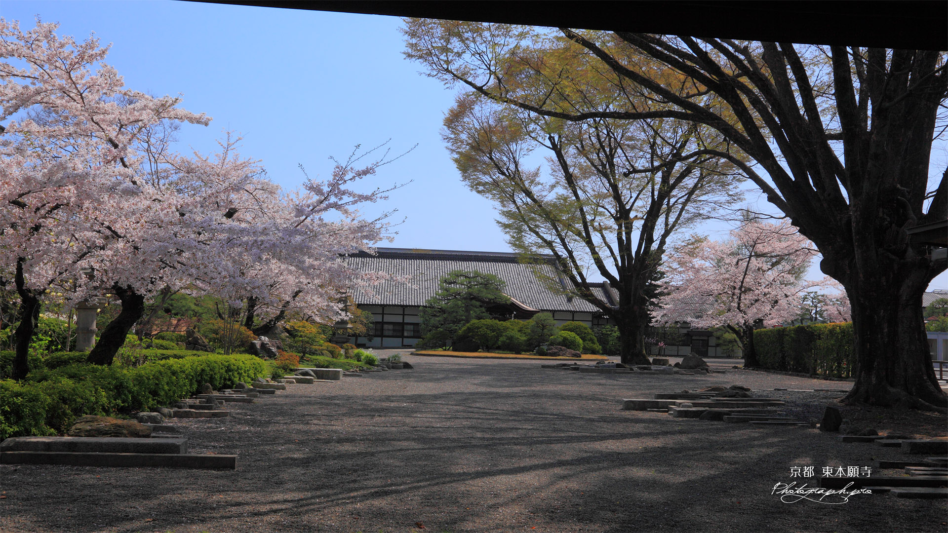 東本願寺 サクラ咲く門首邸