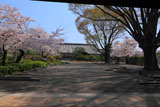 東本願寺 サクラ咲く門首邸