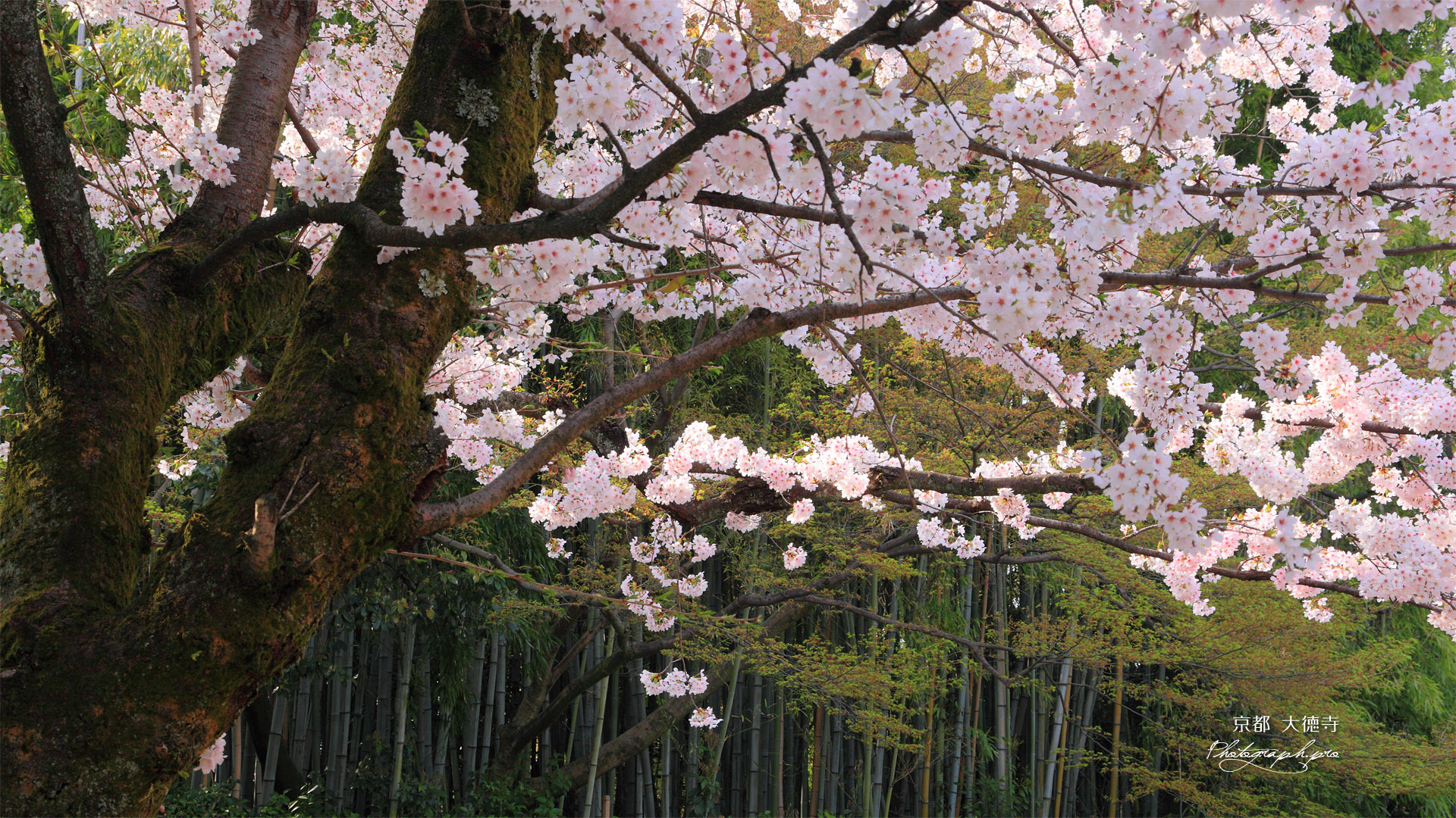 大徳寺 桜