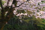 大徳寺 桜