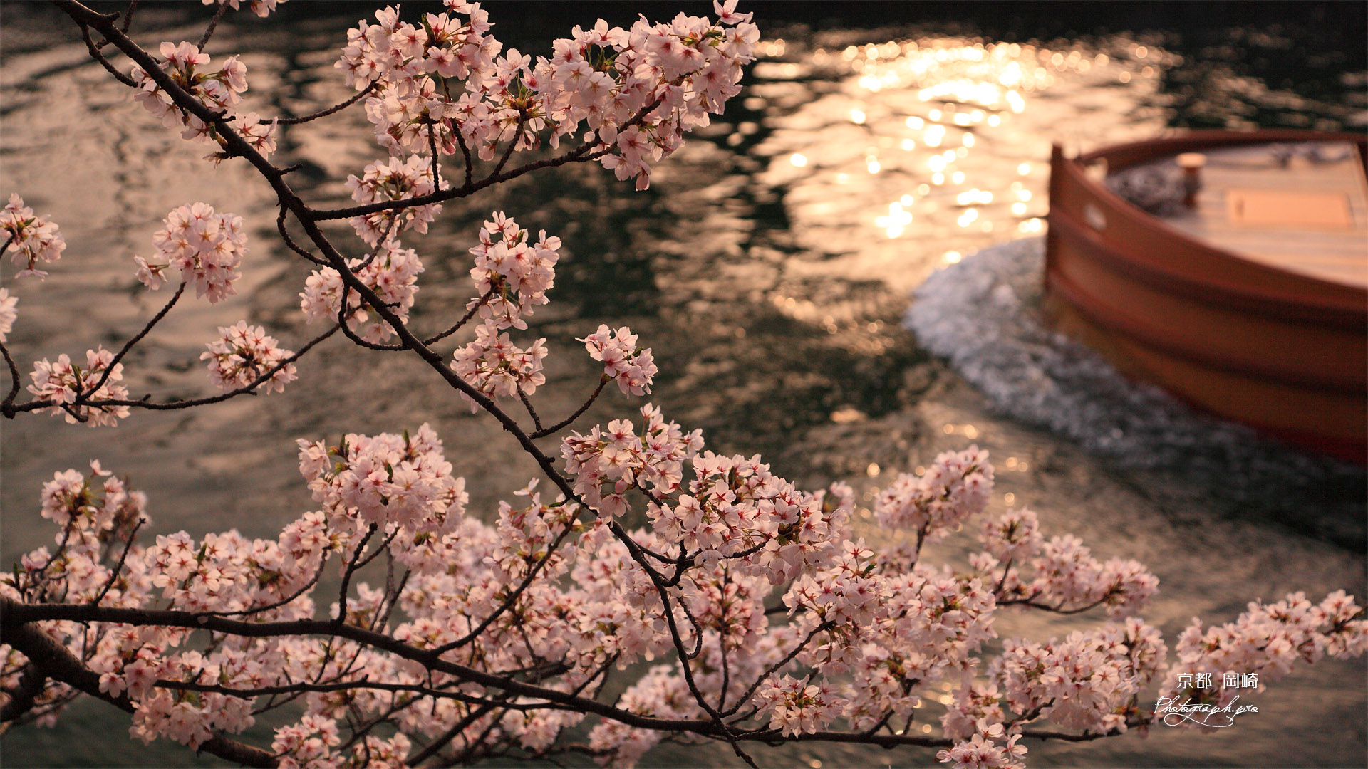 岡崎疏水の桜と十石舟