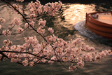岡崎疏水の桜と十石舟