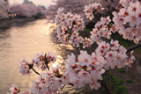 岡崎