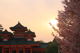 平安神宮 左近の桜と白虎楼