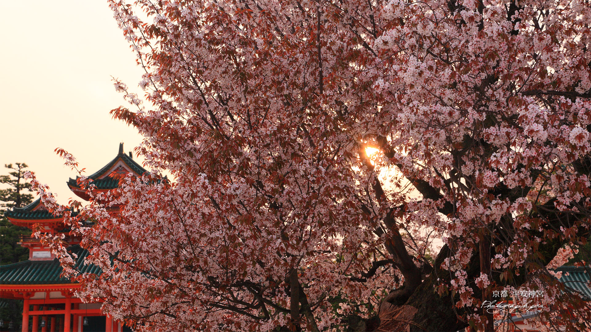 平安神宮 夕日と左近の桜