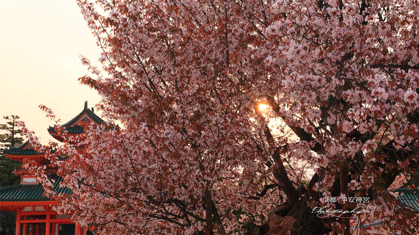 平安神宮 夕日と左近の桜 壁紙