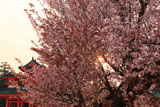 平安神宮 夕日と左近の桜