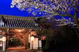 将軍塚の桜と福徳門