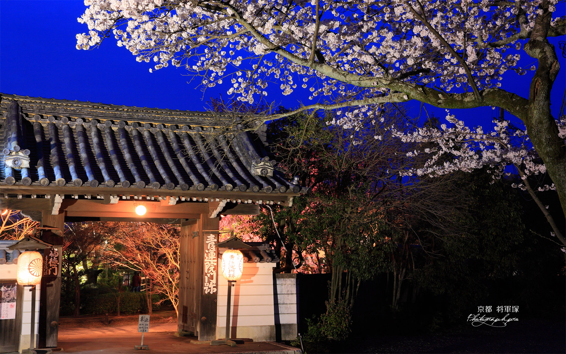 将軍塚の桜と福徳門