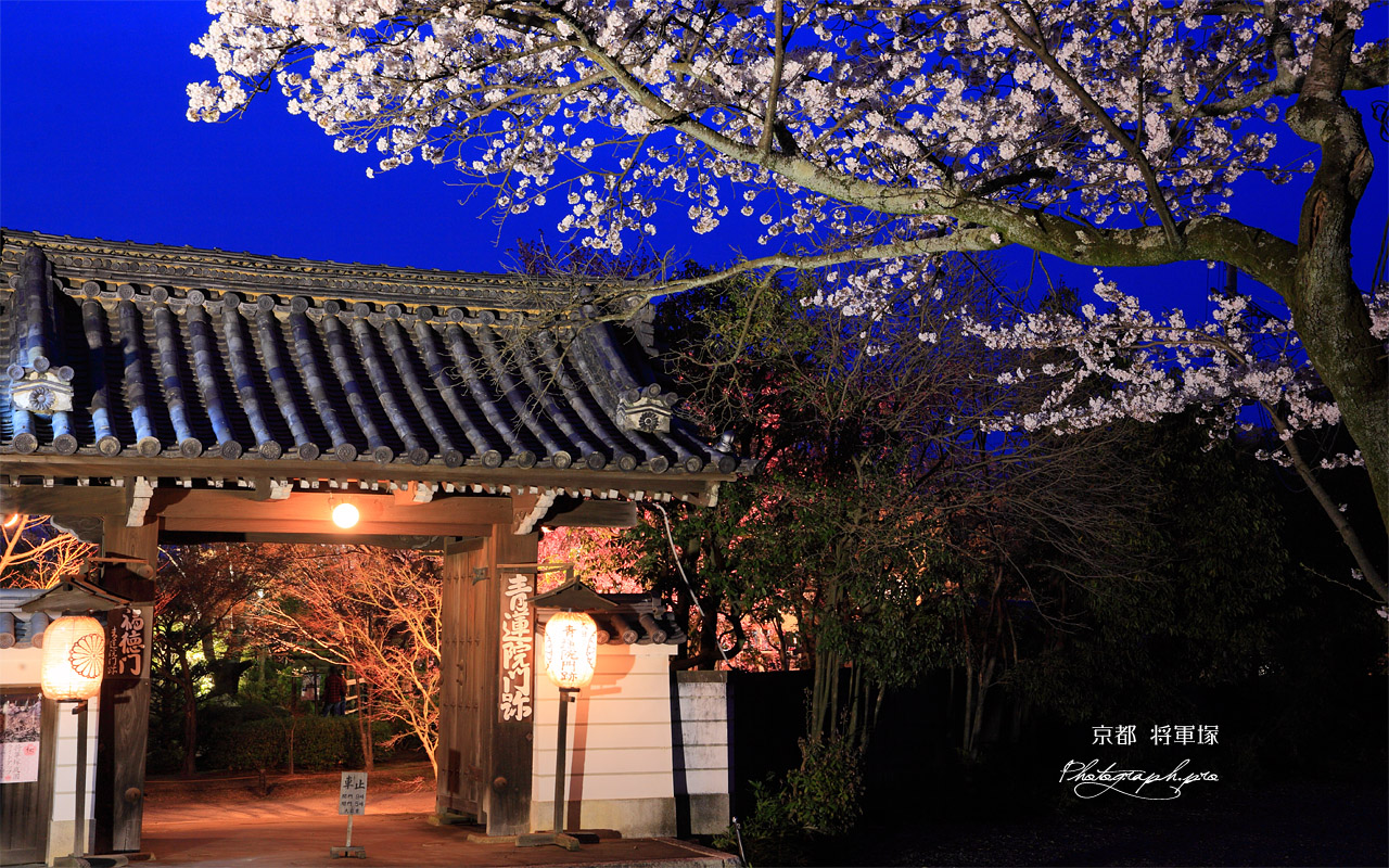 将軍塚の桜と福徳門 壁紙