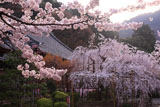 京都毘沙門堂 桜と宸殿