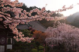 桜爛漫の毘沙門堂