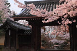 毘沙門堂の桜と薬医門