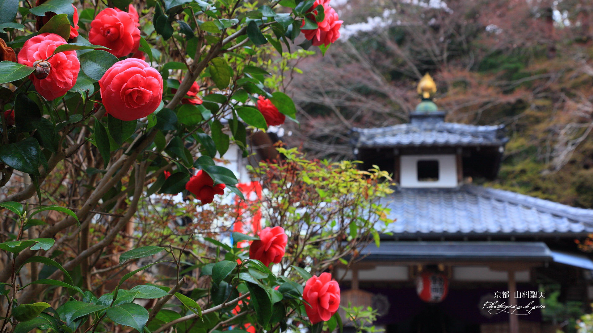 山科聖天 椿と不動堂