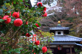 山科聖天 椿と不動堂