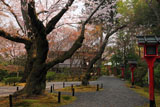 常照寺 サクラと本堂
