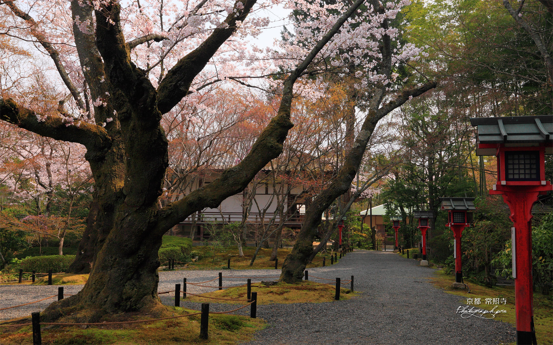 常照寺 サクラと本堂