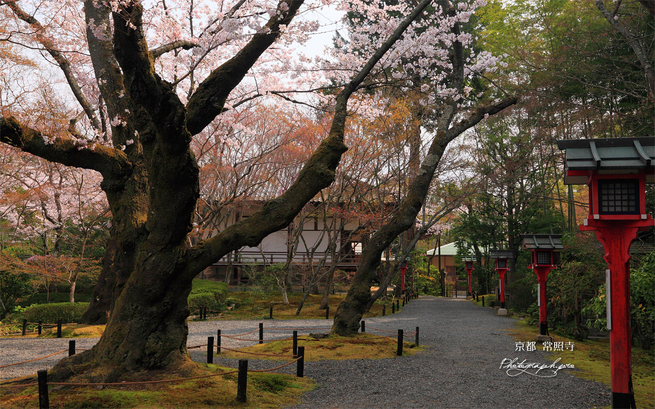 常照寺 サクラと本堂 壁紙