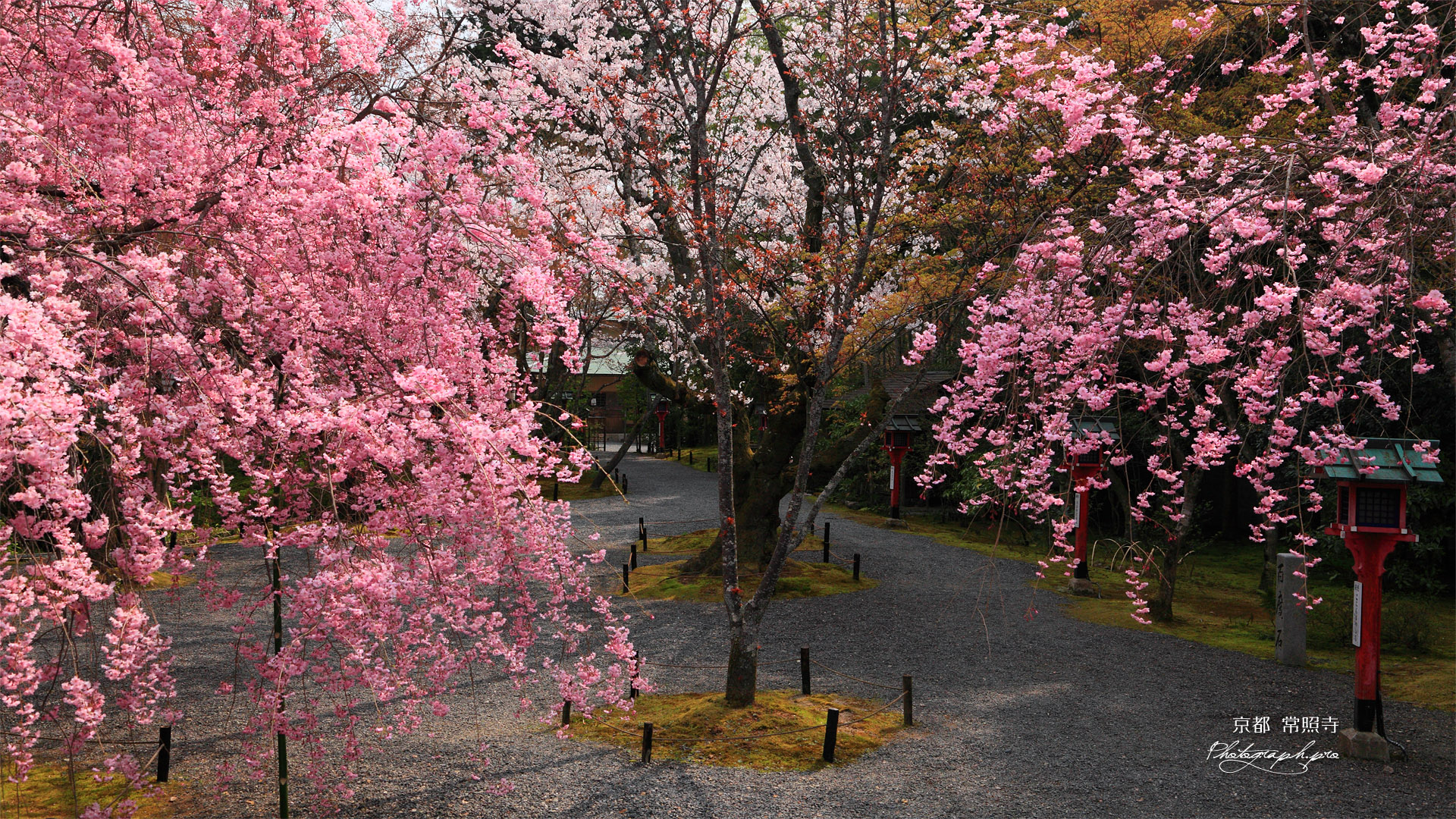 常照寺 ベニシダレザクラ