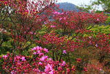光悦寺のミツバツツジと鷹ヶ峯