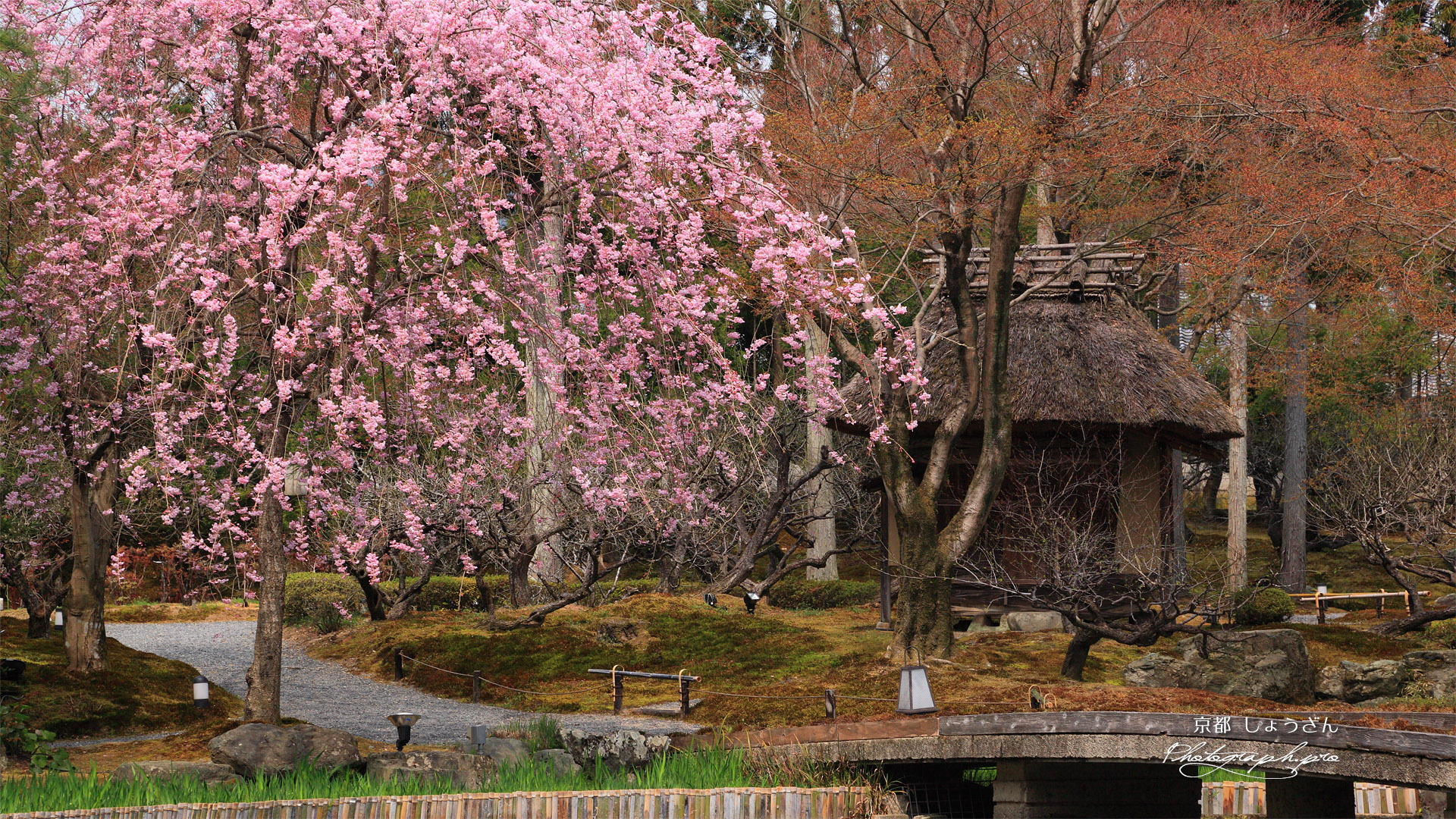 しょうざん 紅枝垂桜と酒樽茶室
