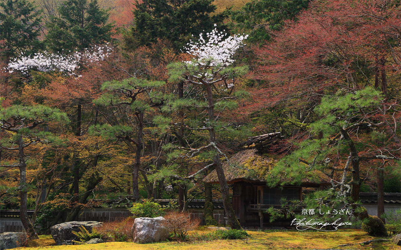 しょうざん 山桜と酒樽茶室 壁紙