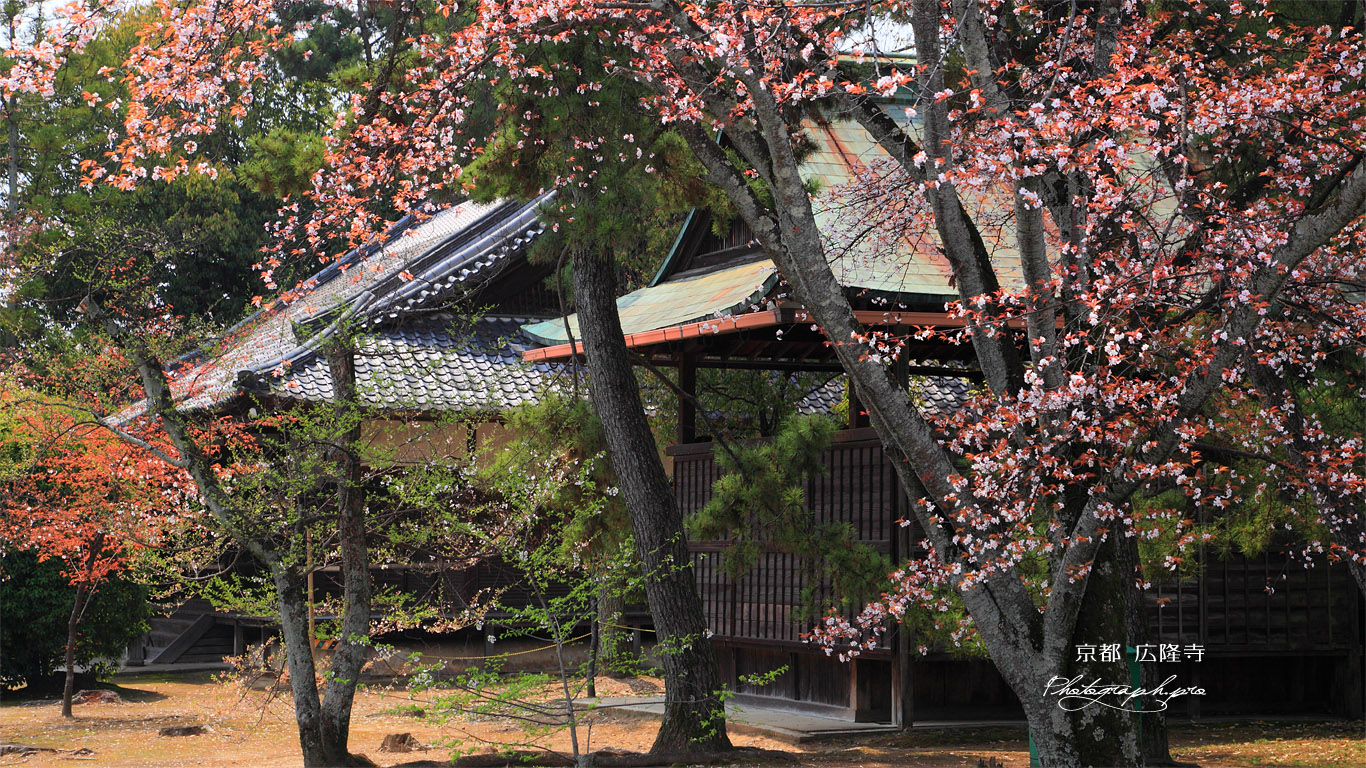広隆寺のヤマザクラ 壁紙