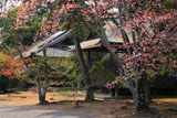 広隆寺のヤマザクラ