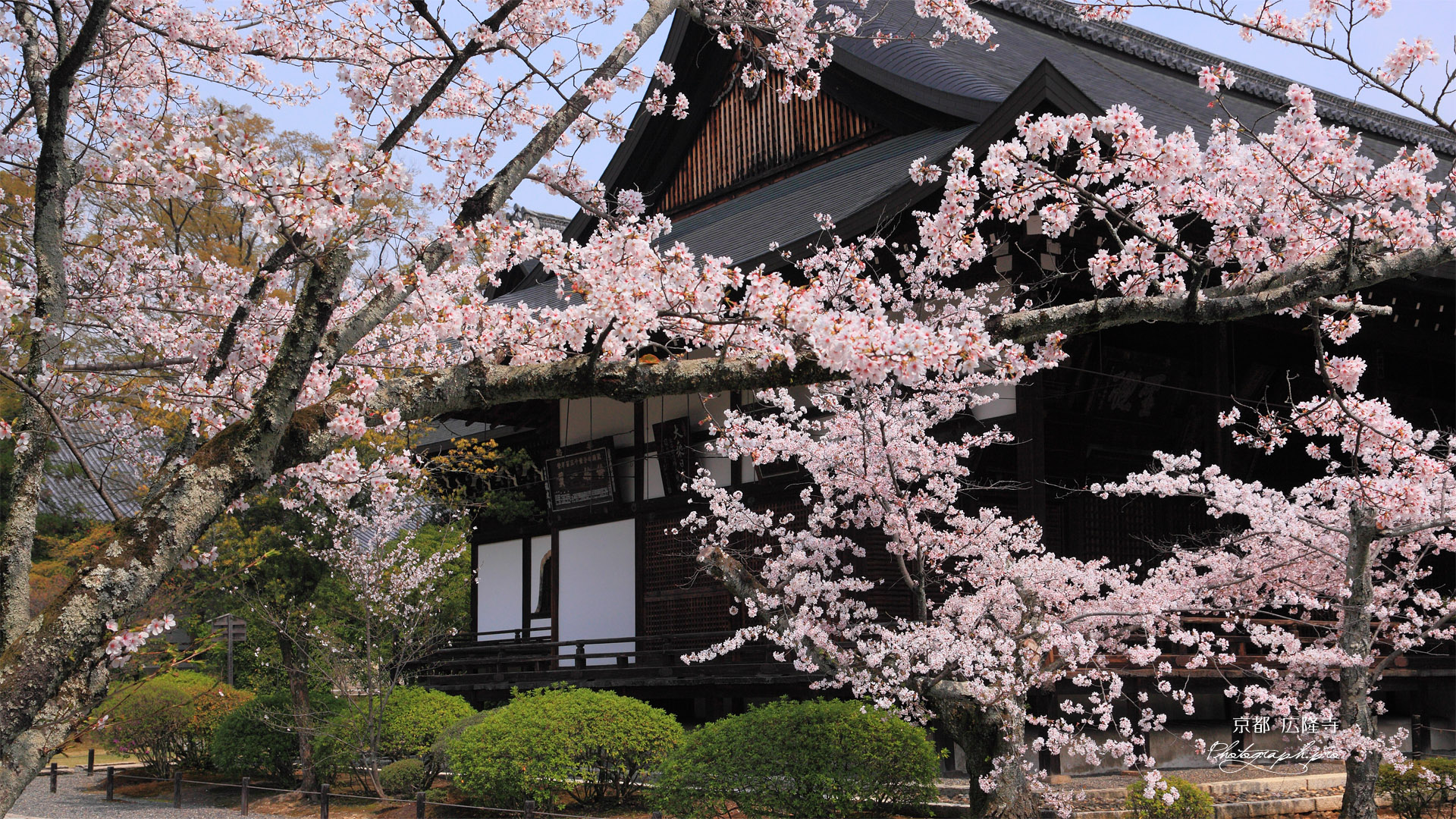 広隆寺の桜と本堂