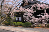 広隆寺の桜と本堂