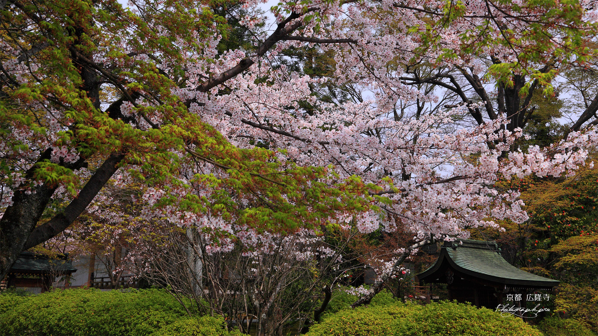 広隆寺の桜と社