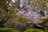 広隆寺の桜と社
