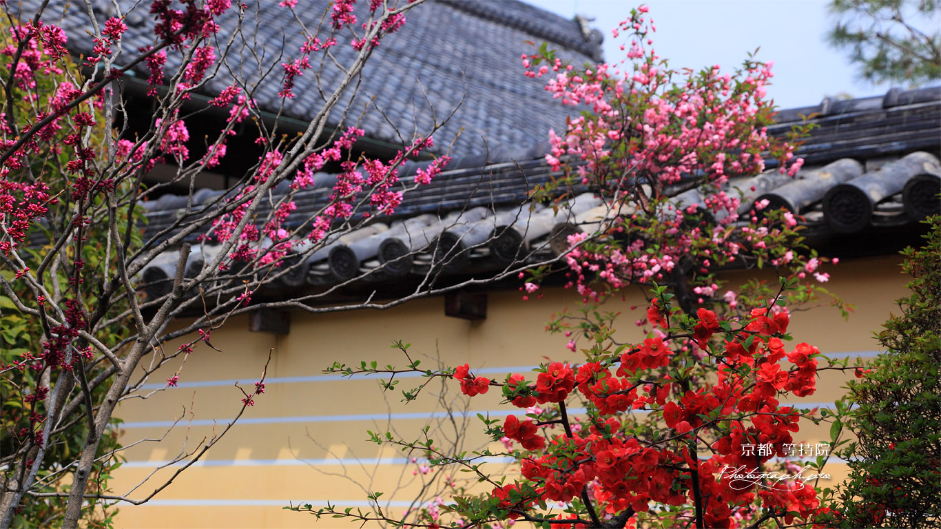 京都等持院 ボケと築地塀 壁紙