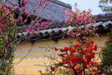 京都等持院 ボケと築地塀