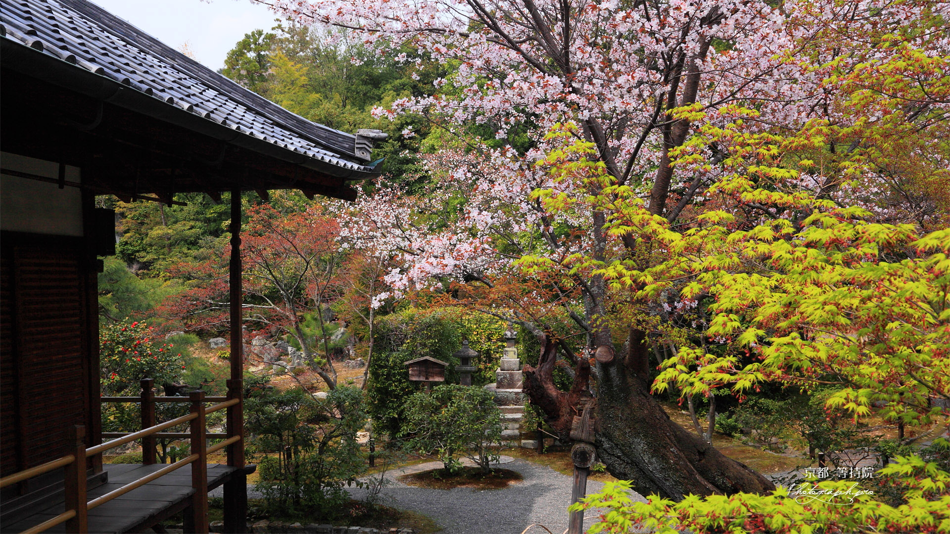 京都等持院 山桜と宝篋印塔