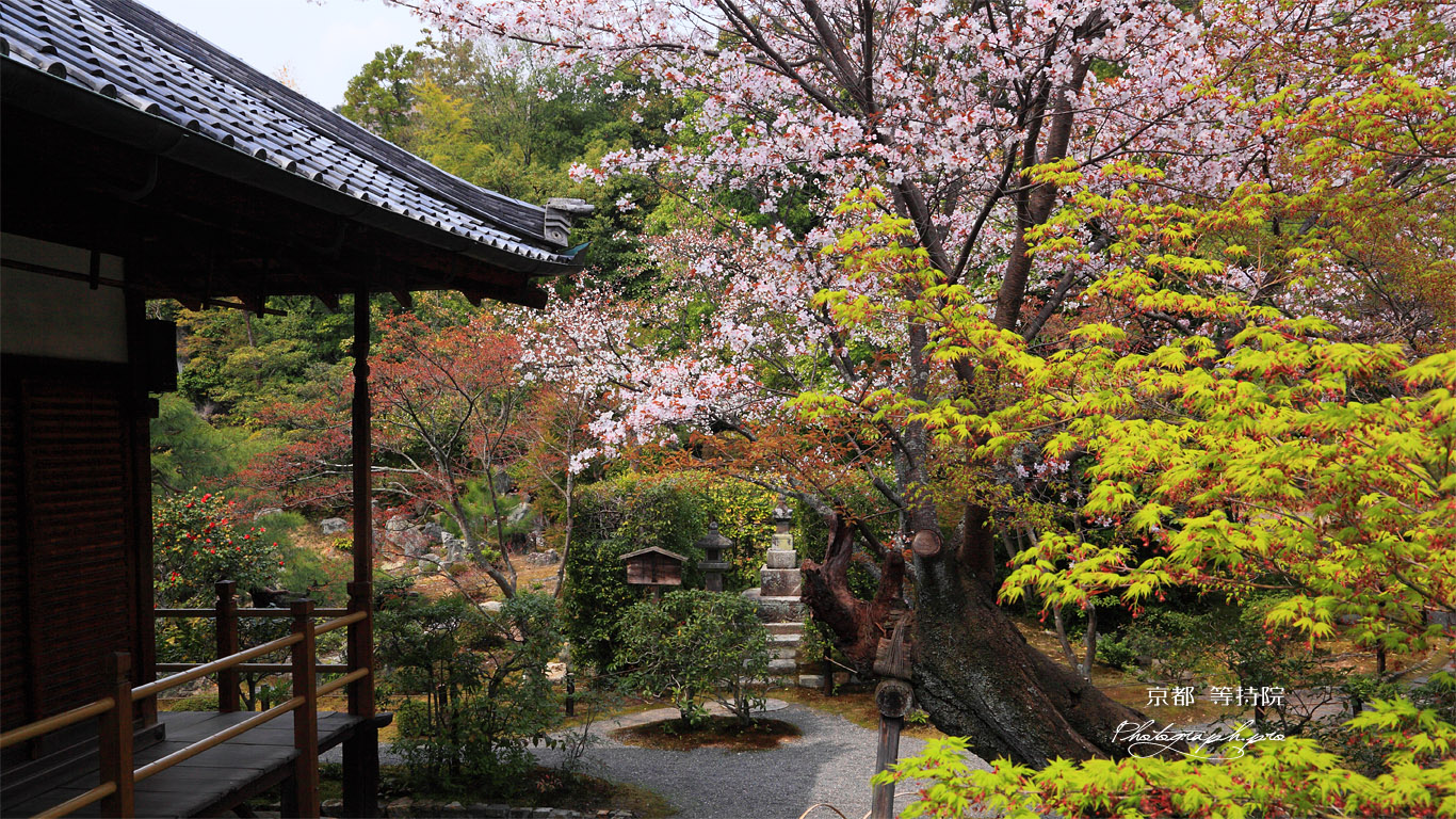 京都等持院 山桜と宝篋印塔 壁紙