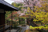 京都等持院 山桜と宝篋印塔
