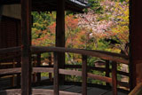京都等持院 太鼓橋越しの山桜