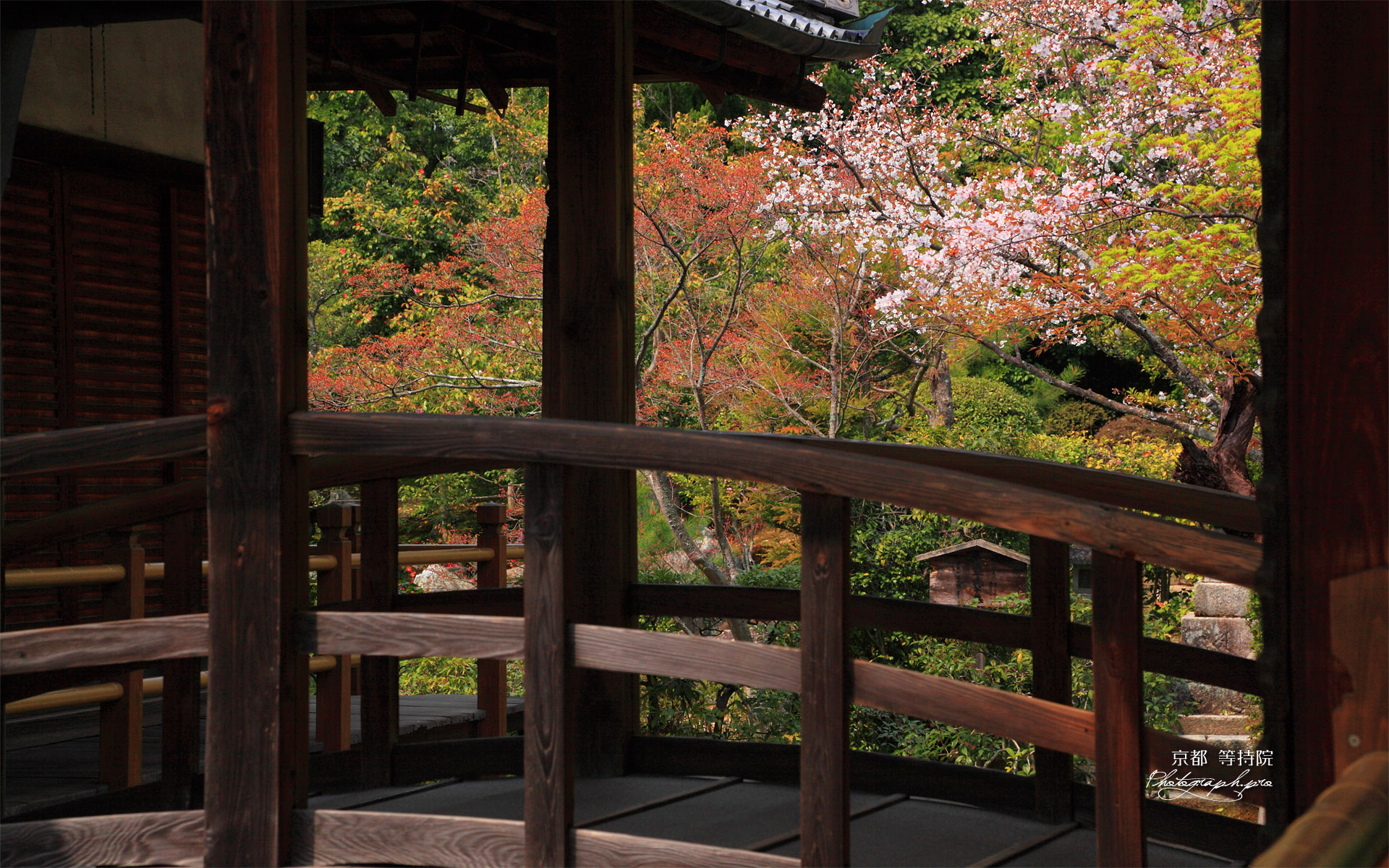 京都等持院 太鼓橋越しの山桜