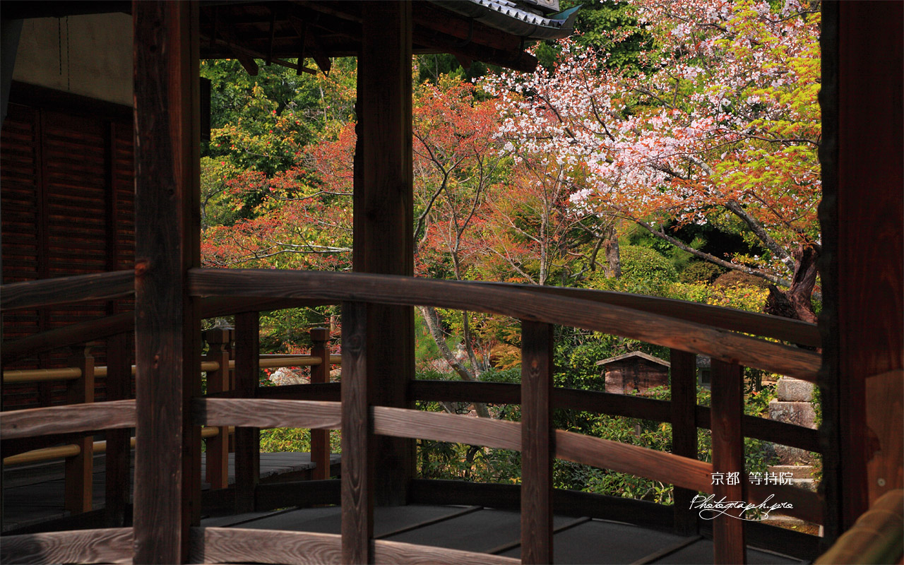 京都等持院 太鼓橋越しの山桜 壁紙