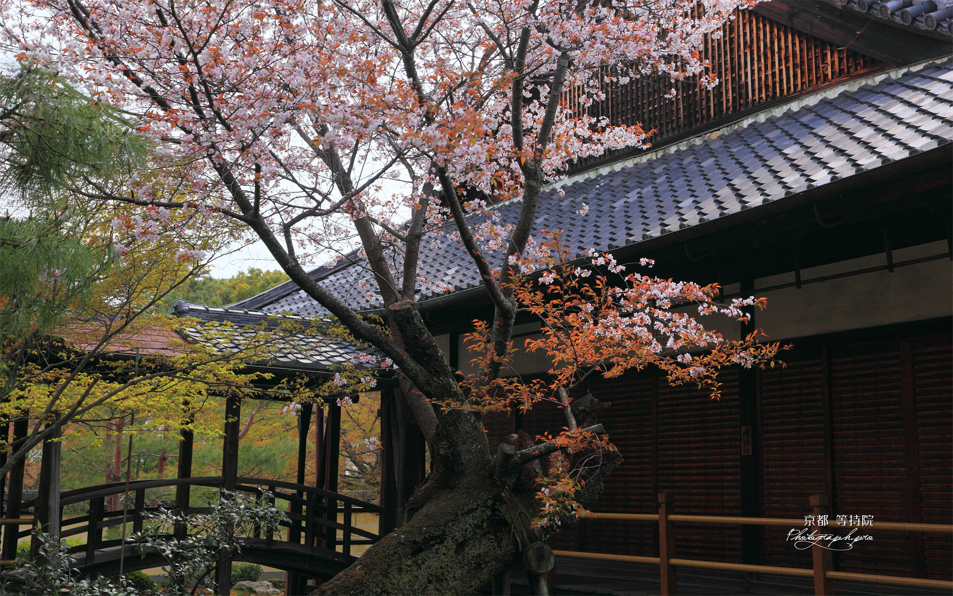 京都等持院のヤマザクラ