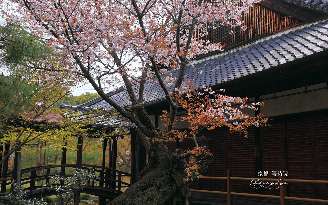 京都等持院のヤマザクラ 壁紙