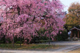 上品蓮台寺 紅枝垂れ桜