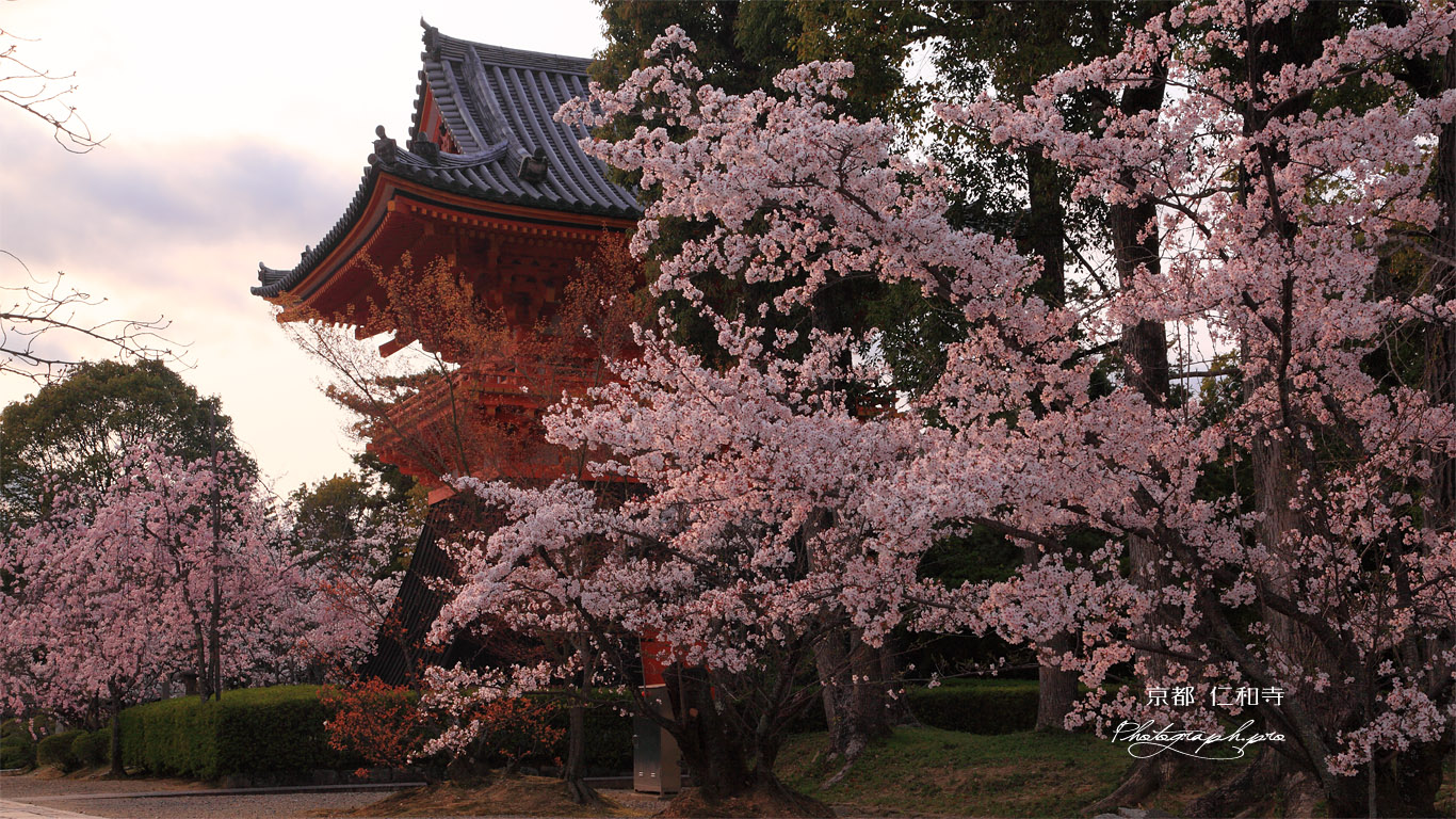 仁和寺の桜と鐘楼 壁紙