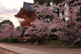 仁和寺の桜と鐘楼