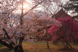 仁和寺 桜とミツバツツジ